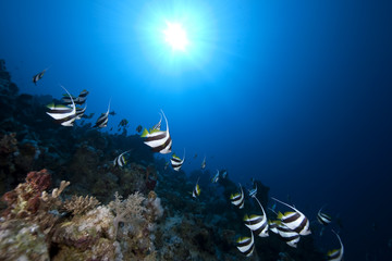Naklejka na ściany i meble schooling bannerfish, ocean and coral