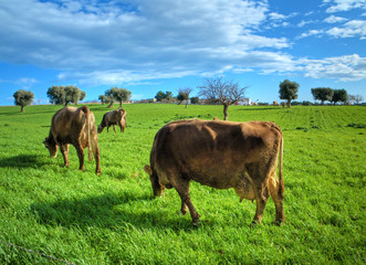Cows grazing.