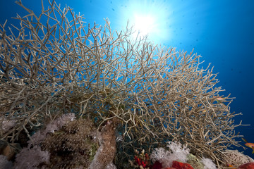 Fototapeta na wymiar noded horny coral
