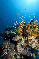 Fototapeta na wymiar fish, ocean and coral