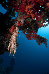 Fototapeta na wymiar fish, ocean and coral