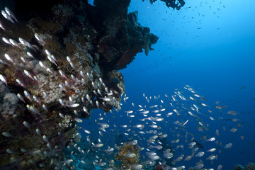 Fototapeta na wymiar golden sweepers, ocean and coral