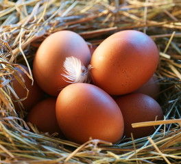 Chicken eggs in the straw in the morning light.