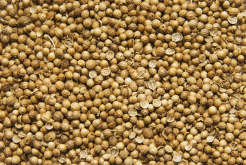 Coriander background