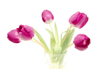 the fresh purple tulips isolated on white