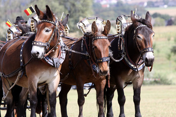 Obraz premium Maultiergespann