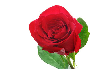 Naklejka premium Rose