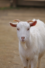 山羊のポートレート