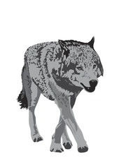 grayscale illustration of gray wolf