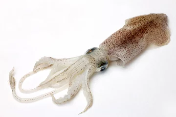 Foto auf Alu-Dibond cuttlefish © Reika