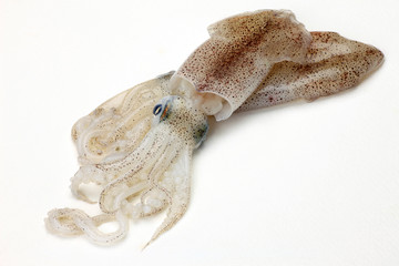 cuttlefish