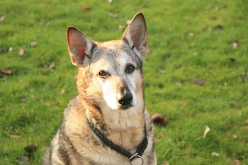 Mischlingshund