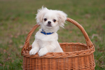 Pekinese puppy in basket