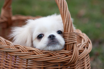 Pekinese puppy in basket