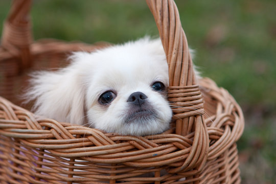 Pekinese puppy in basket