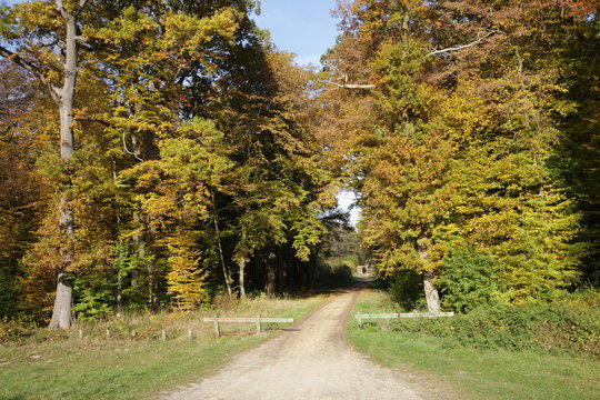 For&ecirc;t de Compi&egrave;gne