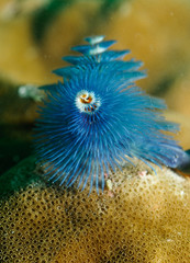 Spirobranchus giganteus,pirobranchChristmas tree worm