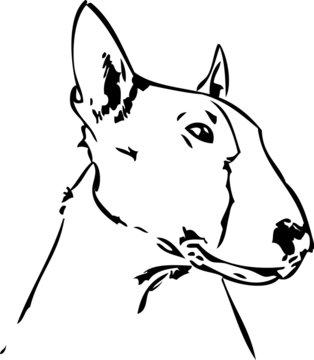Bull Terrier - Portrait 04