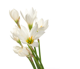 a fragment of white lilies ' bunch