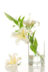 white lilies ' bunch on a white background
