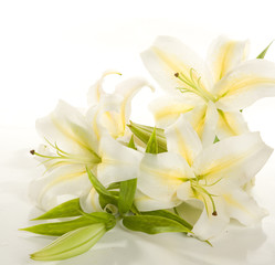 Obraz na płótnie Canvas fragment of white lilies ' bunch