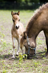 Naklejka na ściany i meble Miniature horses mother with her cub