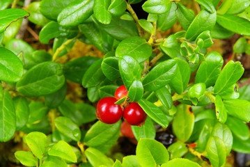 Preiselbeere Pflanze - cowberry plant 06