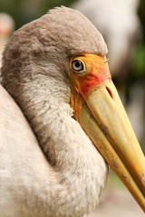Pelican face close-up