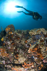 Plongeuse le long du récif, photo sous marine, Lembeh, IndonŽsie