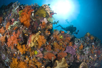 Plongeuse le long du récif, photo sous marine, Lembeh, IndonŽsie