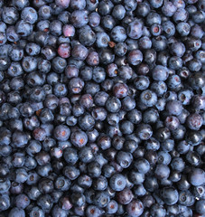 blueberries