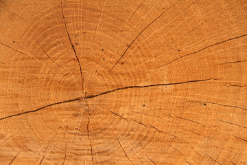 Fototapeta premium drzewo