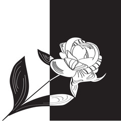 Fleur de pivoine