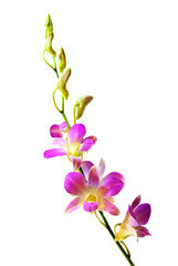 Blooming violet orchids flower isolated on white background