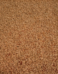 lots of maggots background