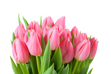 spring tulips isolated