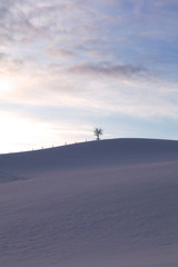 Obraz na płótnie Canvas tree in winter landscape