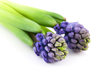 Obraz premium Two hyacinth