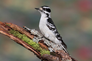Downy Woodpecker (Picoides pubescens)