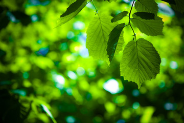 Fototapeta na wymiar zielone liście