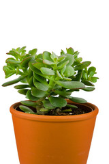 Naklejka premium Plant in orange pot