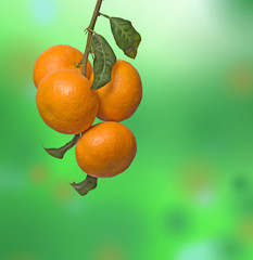 Tangerine on branch