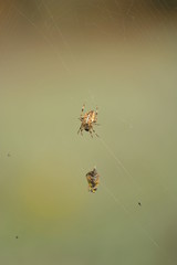 Kreuzspinne