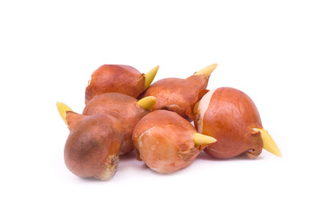 tulip bulbs isolated on white