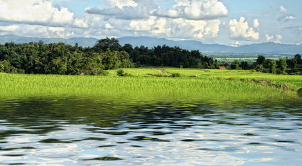 Fototapeta na wymiar rice field background