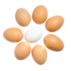 Group of brown and one white eggs isolated on white background
