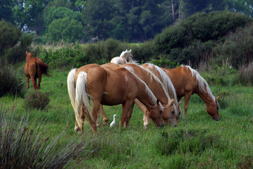 chevaux à l'aigrette, en Camargue, France