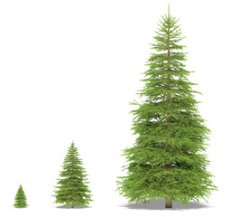Spruce