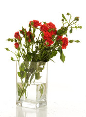 a bunch of red  roses