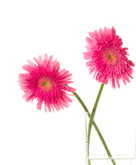 Beautiful two pink gerber on a white background